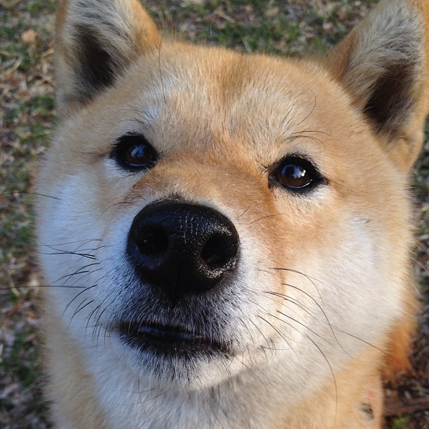 开云官方网站-APEX英雄 国际赛事开放报名，apex比赛赛制